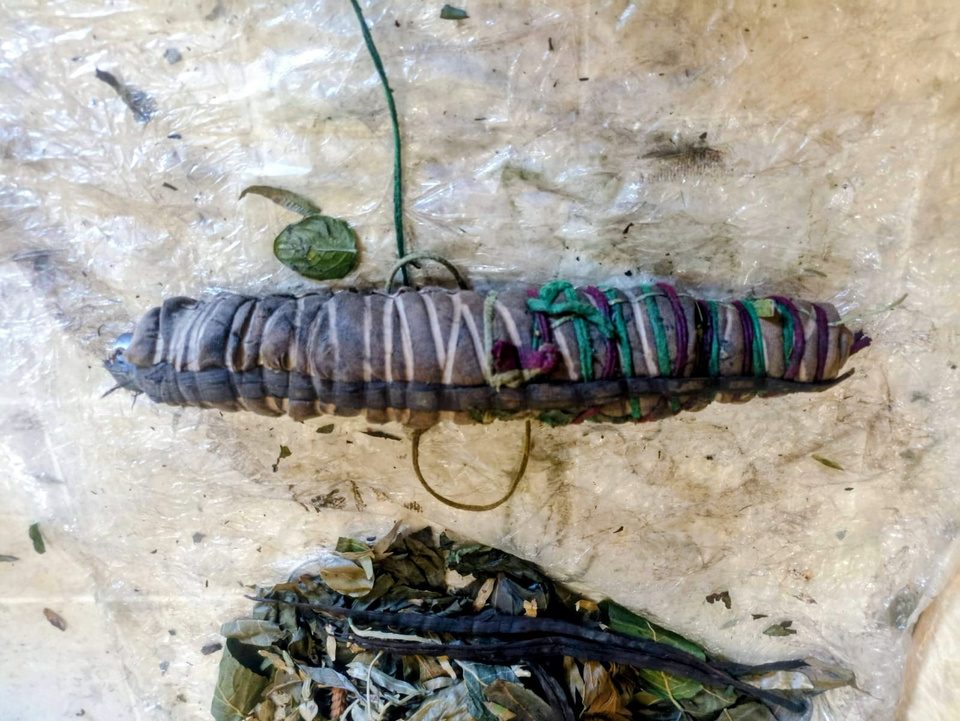 Fibra enrollada y atada sobre el material vegetal